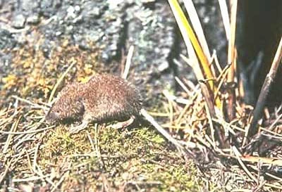 Vagrant Shrew