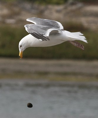 Western Gull