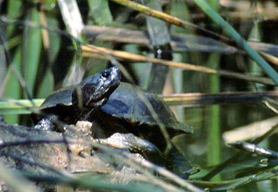 Northwestern Pond Turtle - Presidio of San Francisco (U.S. National