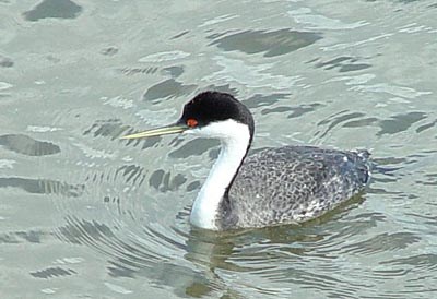 Western Grebe