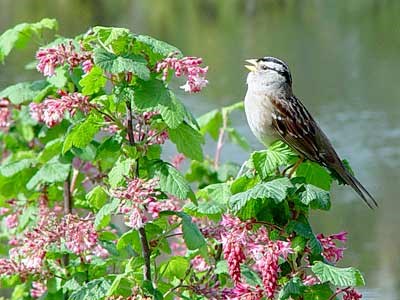 White-crowned Sparrow