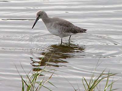 Willet