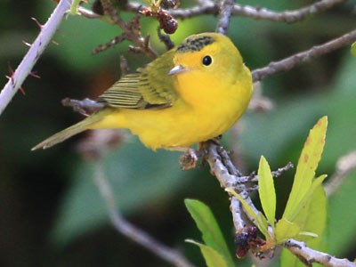 Wilson's Warbler