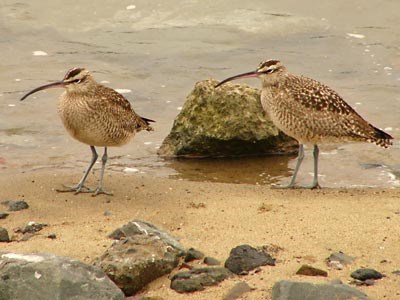 Whimbrel