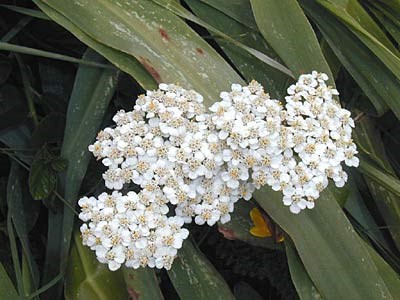 Yarrow