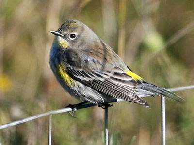 Yellow-rumped Warbler