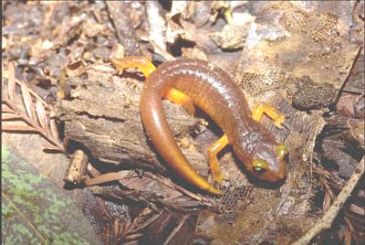Yellow-Eyed Salamander Yellow-Eyed Salamander