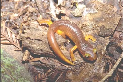 Yellow-Eyed Salamander