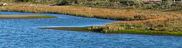 Salt marsh at Crissy Field