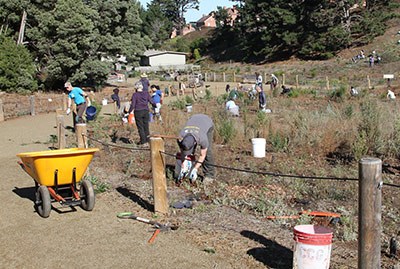 Volunteers care for native plants at El Polin.