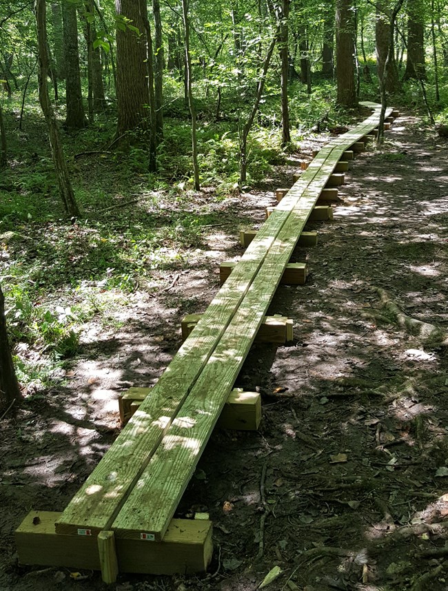 A hand-built boardwalk winds down a forest path