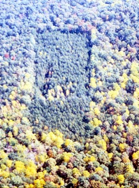 taylor farm from the air