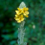 common mullein