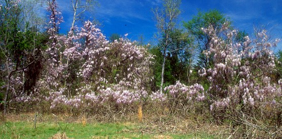 Wysteria