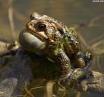 American Toad singing