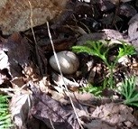 American woodcock eggs in a nest