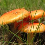american ceasar mushroom