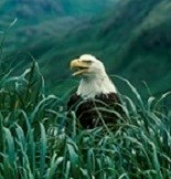 Bald Eagle sitting in tall grass