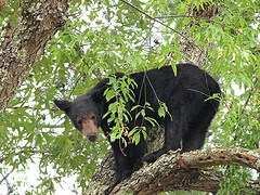 black bear in a tree