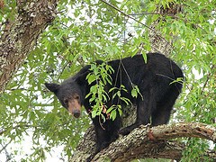 black bear in a tree black bear in a tree