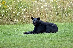 Black bear laying on a grassy field