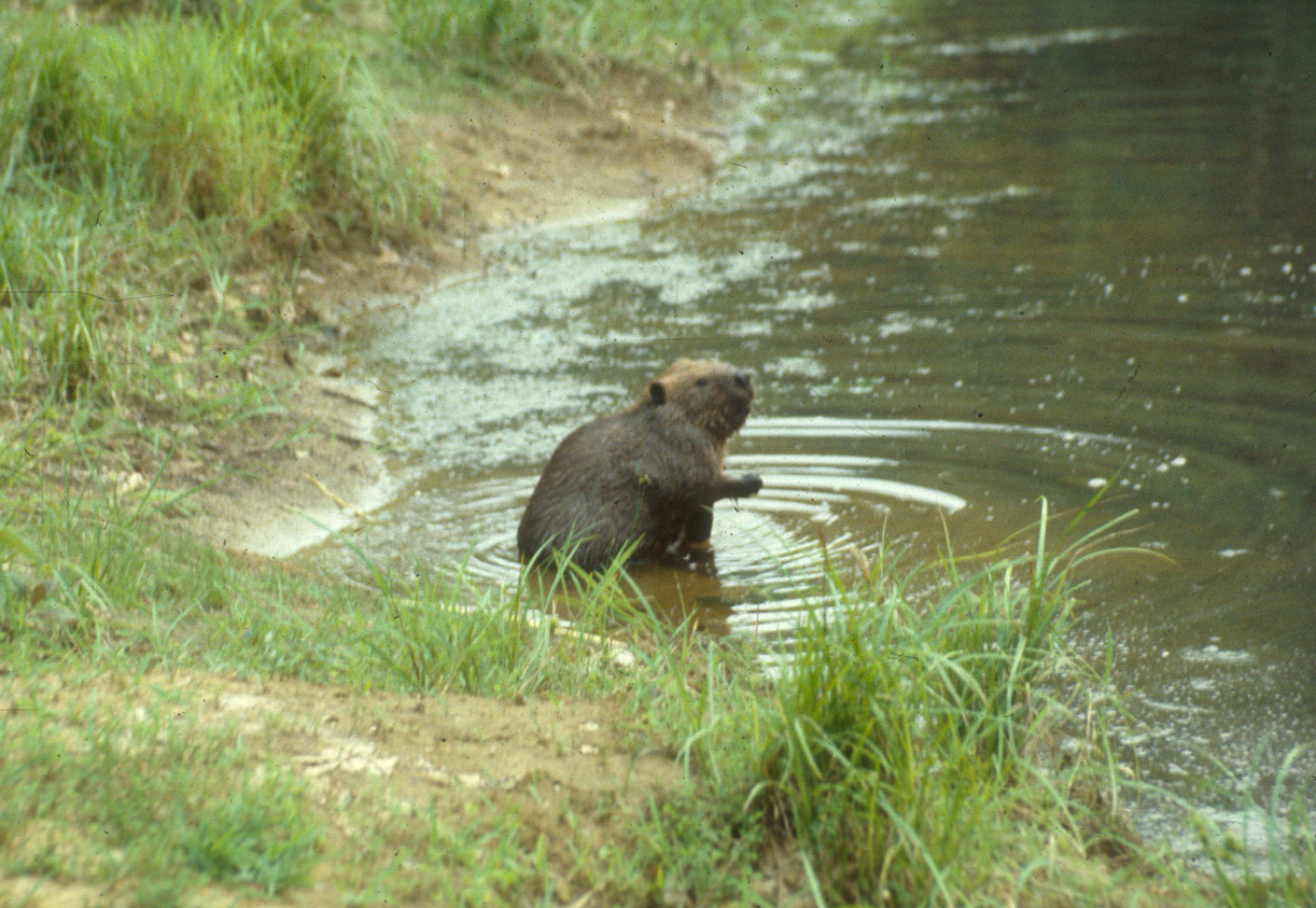 Beaver by the creek Beaver by the creek