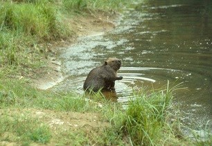 Beaver by the creek