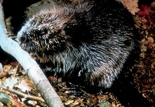 Beaver eating a twig