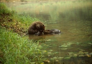 Mother beaver and her baby