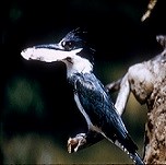 A belted kingfisher sitting on a tree