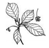 Illustration of black tupelo leaves and fruit cluster