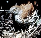 Brown Thrasher sitting in a nest