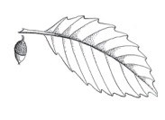 Illustration of chestnut oak leaf and acorn