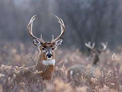 White-tailed buck in a meadow