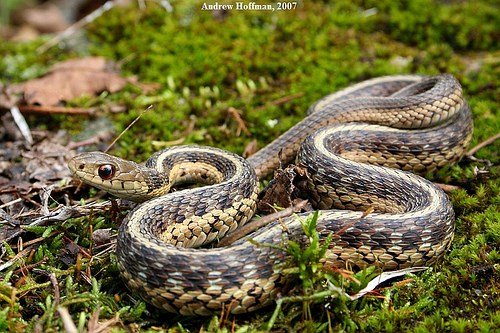 Eastern garter snake