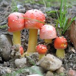 Cluster of fly agaric mushrooms