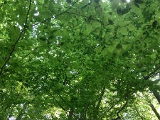 Tree canopy.