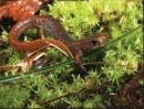 Four-toed salamander