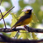 Hooded warbler sitting on a branch surrounded by trees