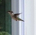 hummingbird hovering near a window