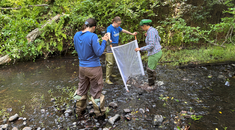 Three people wearing waders stand in a creek in a forest one kicking into a net looking for macroinvertebrates