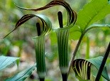 Jack in the Pulpit