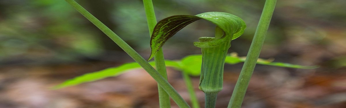 Jack in the Pulpit Jack in the Pulpit