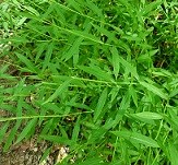 Green grass with long thin leaves covering the ground