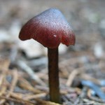 liberty cap mushroom