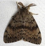 brown patterned spongy moth on white background