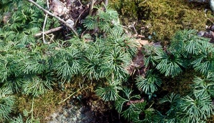 Running cedar on the forest floor