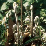 fiddlehead ferns