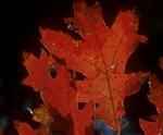 Orange colored red oak leaves