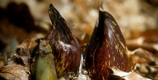 Skunk Cabbage